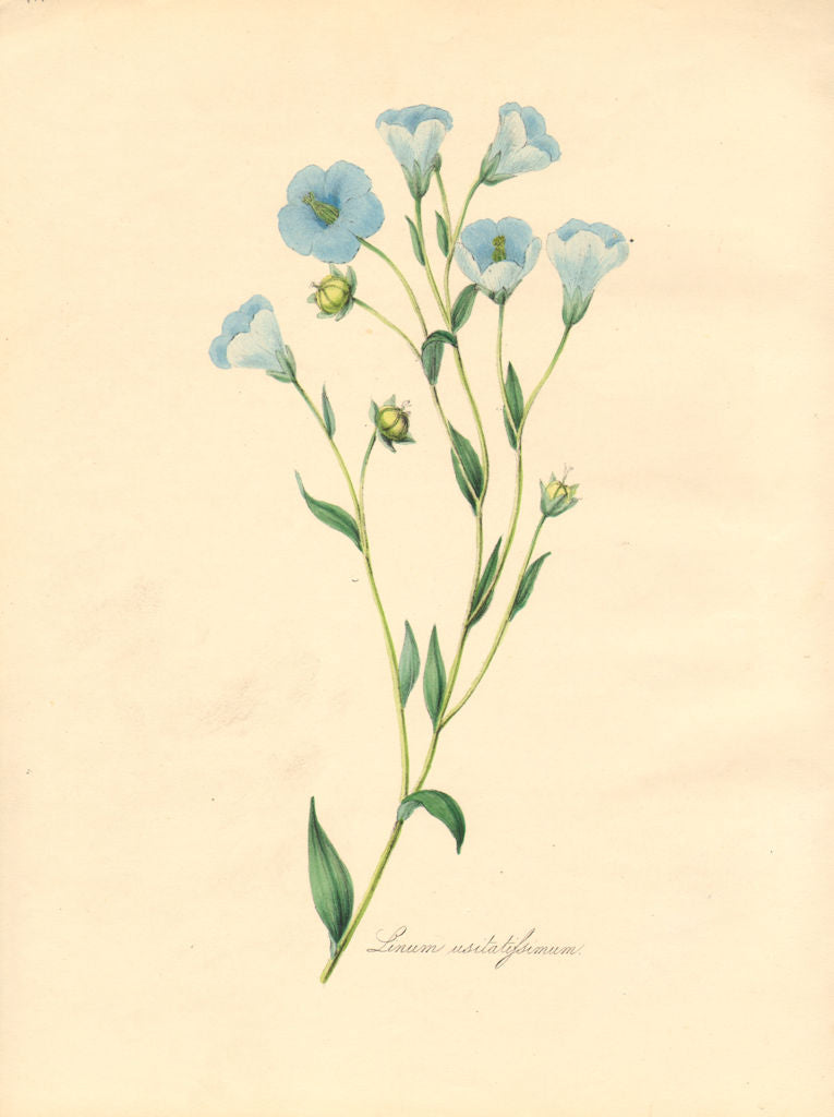 PLANTAE UTILIORES. Common Flax (Linum usitatissimum) Hand colour. BURNETT 1842